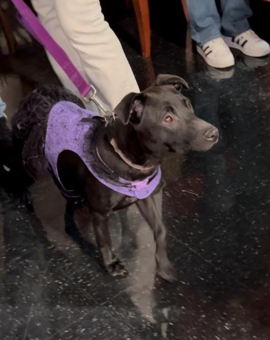 Rescue dog Bella Wella in a purple vest
