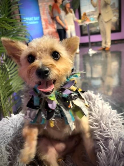 Rescue dog Bentley in a ruffle collar