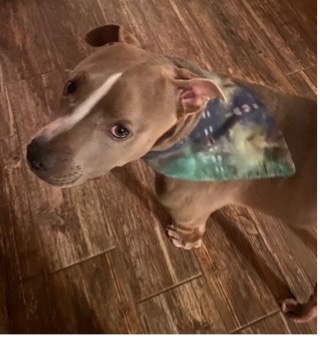 Rescue dog Buddy in an ice-dyed bandana