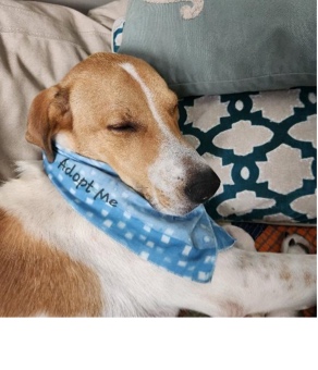 Foster dog Ford in a custom bandana